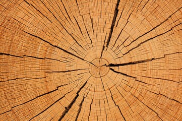 Cross-section of a tree trunk showcasing natural wood patterns and textures