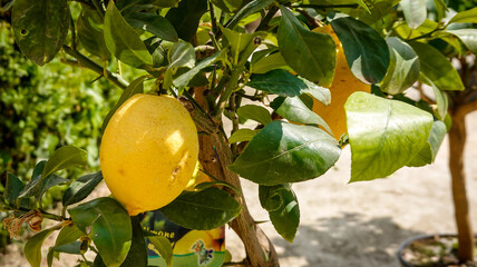 limone bio