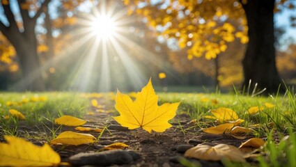 Golden rays illuminate a solitary yellow leaf lying on the earth during fall