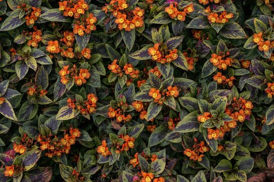Tiny orange and yellow blossoms with green and purple foliage are blooming, known as twilight bell flower or begonia episcia in Latin