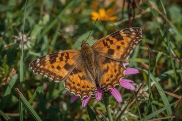 Obraz premium A vibrant migratory butterfly with striking orange and black wings, commonly spotted in gardens and known for attracting pollinators.