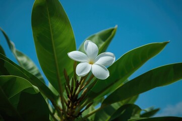 Obraz premium White Plumeria bloom encircled by lush green foliage under a bright blue sky