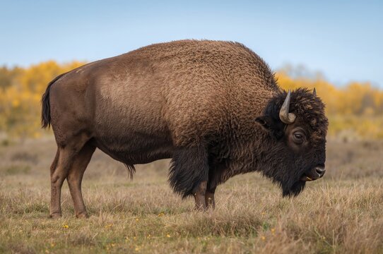 Autumn scene featuring a wild bison in a northern forest - Powered by Adobe