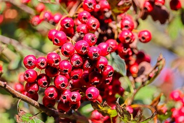 rote Beeren am Weßdorn