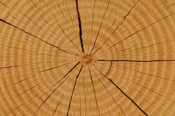 Close-up view of a sliced tree trunk's wood grain