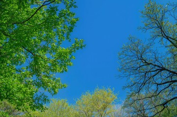 Fototapeta premium Dense verdant leaves outline a vivid azure sky, with stark shadowy limbs and leaves creating contrast.