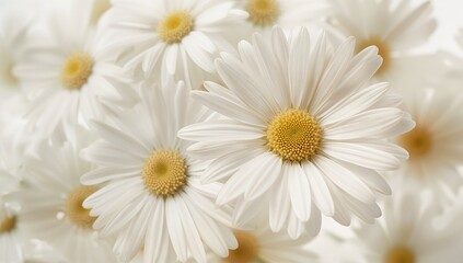 Obraz premium Close-up watercolor painting of white daisy blossoms on a plain background
