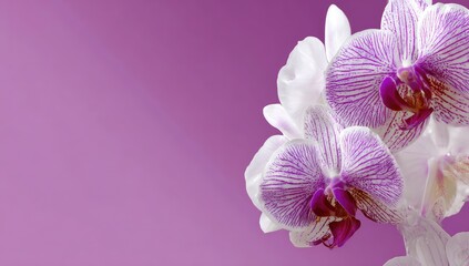 Close-up of white orchids with purple stripes against a soft pink background