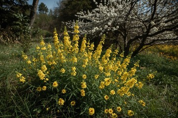 Obraz premium Bright yellow blossoms bring a splash of sunlight