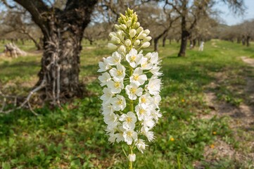 Fototapeta premium Wild radish (Raphanus raphanistrum) displaying full white flowers amid an aged orchard
