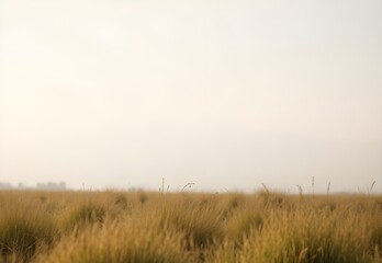 Obraz premium close-up shot of fluffy wild grass in a natural field with a soft, clean and peaceful background