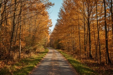 Naklejka premium Trail through a fall woodland scene, journey into a natural meadow, promoting tranquility with an eco-friendly setting, ideal for wellness and a liberated way of living