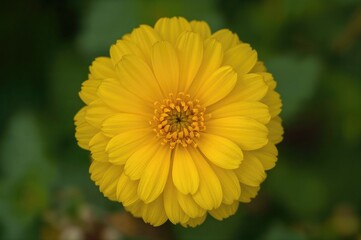 Obraz premium Close-Up Shot of a Yellow Blossom