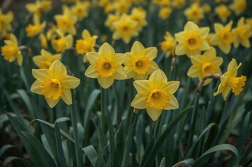 Obraz premium Springtime bloom of yellow daffodil blossoms