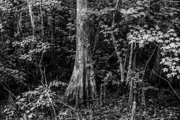 Cypress in the forest