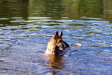 A German Shepherd swims in the river, its wet fur glistening in the sunlight. The dog enjoys the cool water, creating an atmosphere of joy, energy, and freedom.