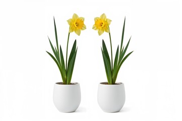 Yellow narcissus plant in a container, arrangement displayed against a plain background, featuring two distinct perspectives
