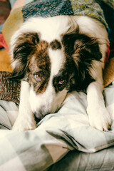 cute dog in bed at home