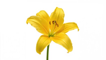 Yellow lily flower displayed on a white surface