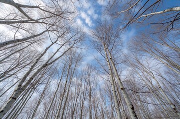White paper birch trees stretch skyward with leafless limbs in a winter scene featuring abstract blue and white clouds and natural landscape