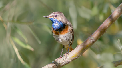 robin on a branch