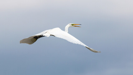 great white heron