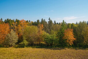 Fototapeta premium Fall season in woodland with lush greenery and trees for farming, ecology, and preservation in open air. Botanical scene with clear sky and stunning natural scenery in wild areas offering tranquility.