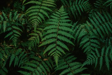 Close-up view of lush green ferns in a natural setting. Detailed macro photography of tropical foliage for promotional use.