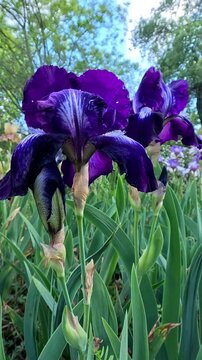 Purple decorative garden Iris germanica with large flowers in the botanical collection