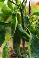 Close-up of green peppers growing on a bush in a field