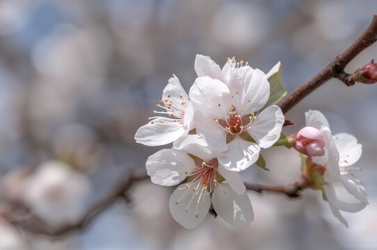 Springtime cherry blossoms with white flowers in a cute and beautiful background
