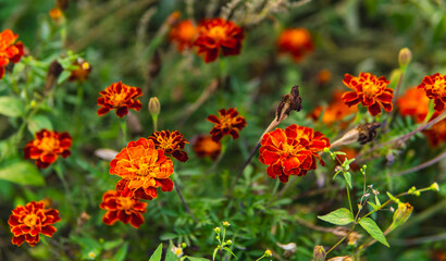 Close up of orange flowers of Tagetes patula