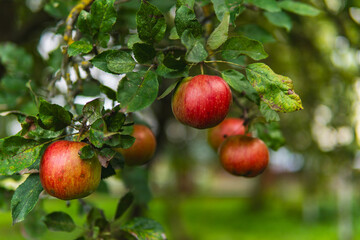 Close-up of organic apples growing on a branch