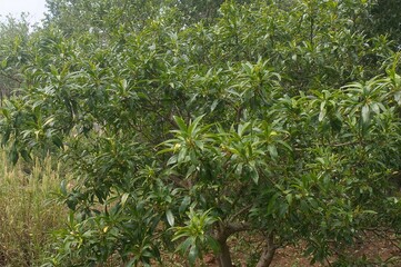 Wrightia religiosa Benth, commonly called water jasmine, is a tree species and flowering plant from the Apocynaceae family, cultivated in a garden bed for ornamental purposes
