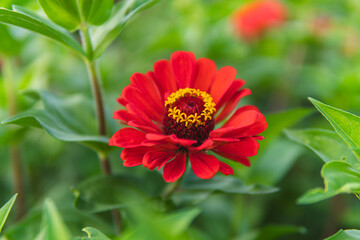 Close up of flowers of Zinnia plant from the family Asteraceae