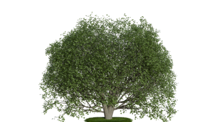 A tree with green leaves on a white background
