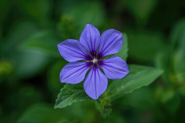The deep blue bloom commonly referred to as saintpaulia