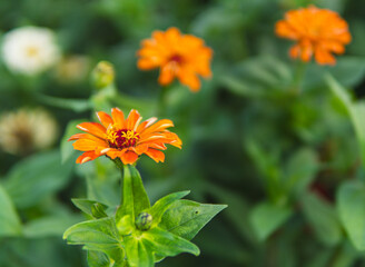 Close up of flowers of Zinnia plant from the family Asteraceae