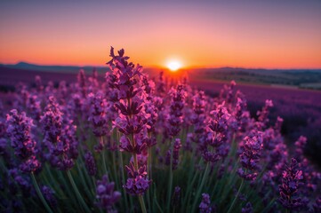 Naklejka premium Vivid magenta and violet blossoms in sharp focus under a glowing sunset sky over a lush floral meadow. Tranquil summer evening with sun rays illuminating the blooming field.