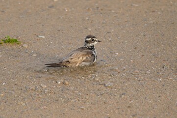 Golden Plover takes a bath before embarking on an uninterrupted journey from the Pacific islands to the northern wilderness. After nesting in the north, it flies back to the islands, with its chicks