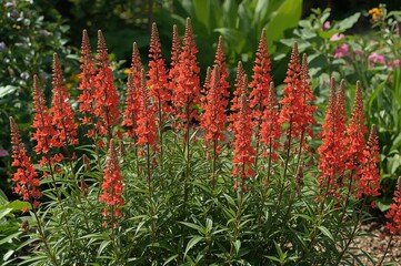 Summer garden scene with Salvia coccinea, nature and spring landscape featuring plants and leaves