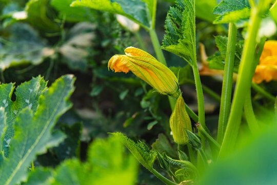 Close-up of flowers and fruits of zucchini growing in a field