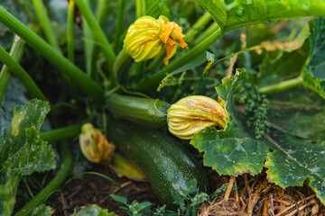 Close-up of flowers and fruits of zucchini growing in a field