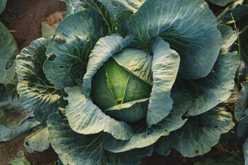Obraz premium Close-up of ripe cabbage growing in a field