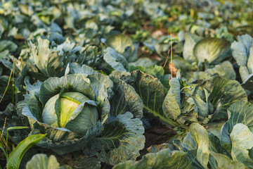 Close-up of ripe cabbage growing in a field