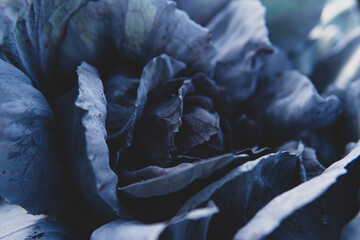 Close-up of ripe cabbage growing in a field