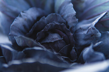 Fototapeta premium Close-up of ripe cabbage growing in a field