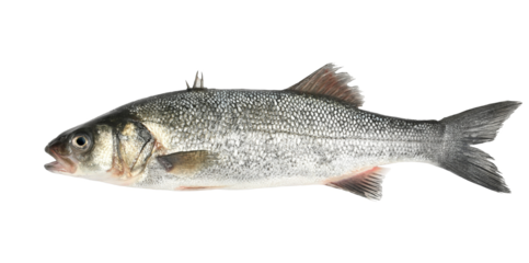 Fresh european seabass fish, Dicentrarchus labrax, isolated on white, clipping	