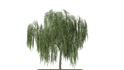A weeping willow tree on a white background