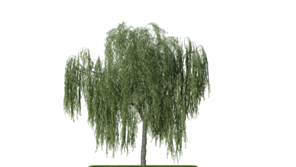 A weeping willow tree on a white background